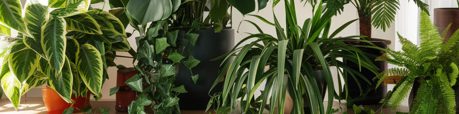 Wanneer plantenvoeding geven?